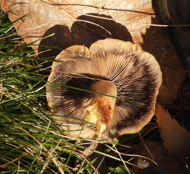 Fungo da identificare